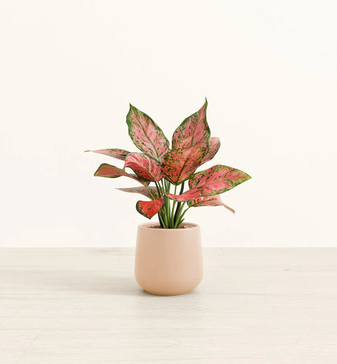 Aglaonema Pink Beauty
