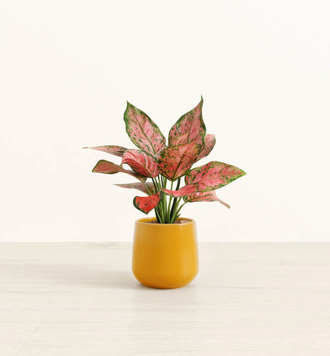 Aglaonema Pink Beauty