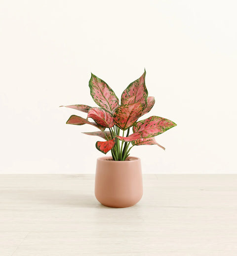 Aglaonema Pink Beauty