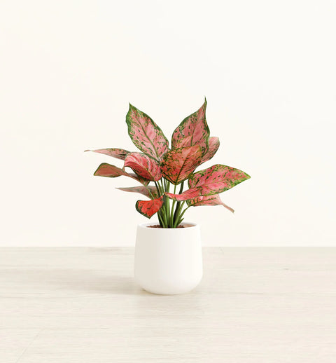 Aglaonema Pink Beauty