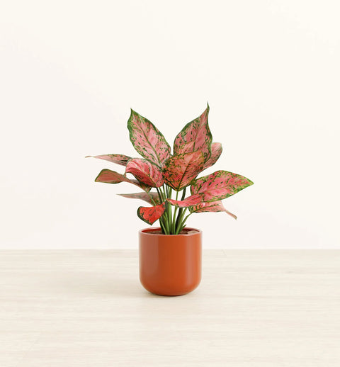 Aglaonema Pink Beauty