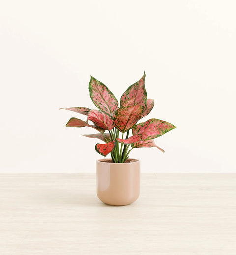 Aglaonema Pink Beauty