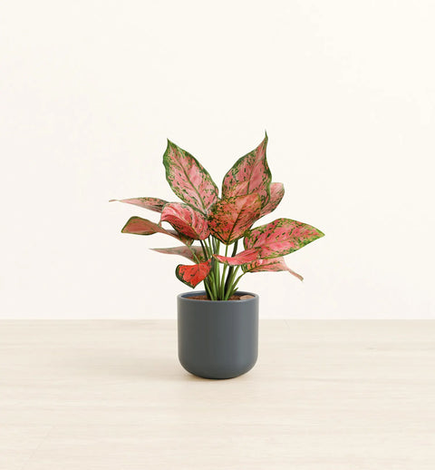 Aglaonema Pink Beauty