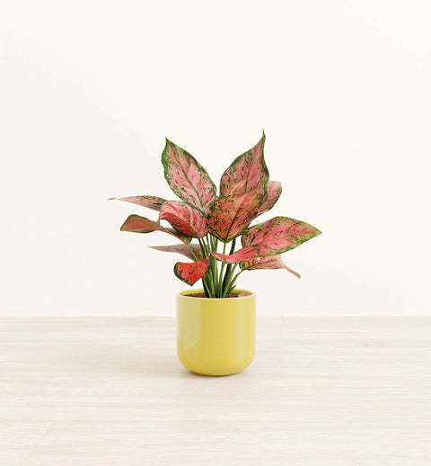 Aglaonema Pink Beauty