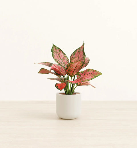 Aglaonema Pink Beauty