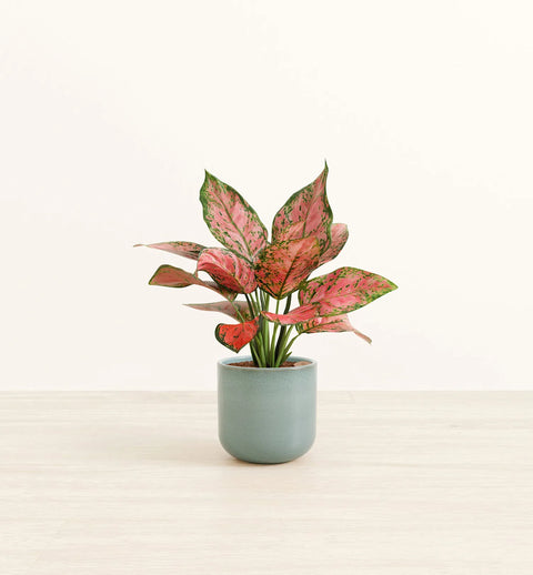 Aglaonema Pink Beauty