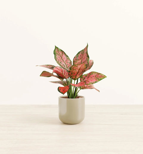 Aglaonema Pink Beauty