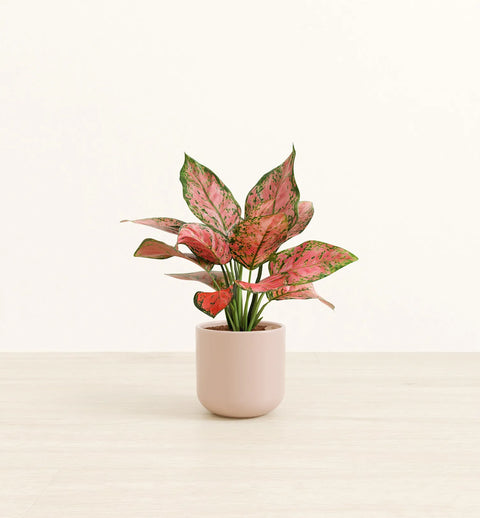 Aglaonema Pink Beauty