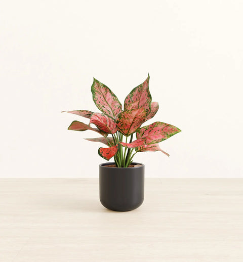 Aglaonema Pink Beauty