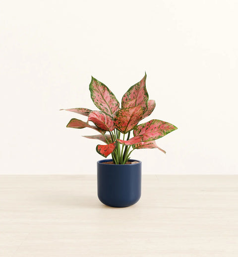 Aglaonema Pink Beauty
