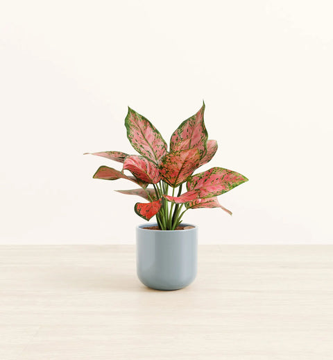 Aglaonema Pink Beauty