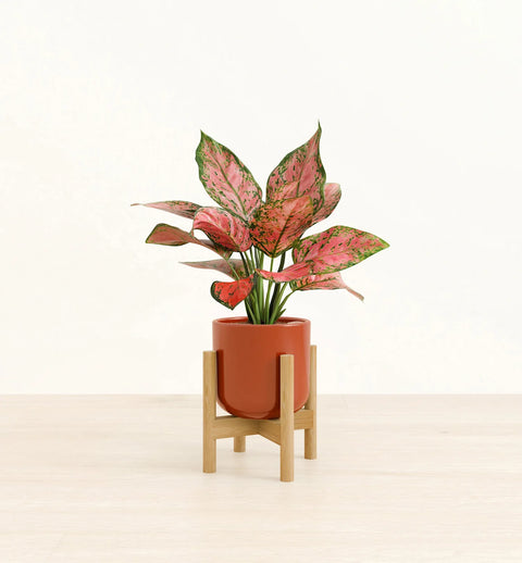 Aglaonema Pink Beauty