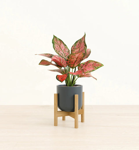 Aglaonema Pink Beauty