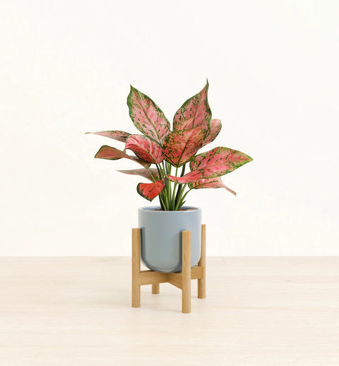 Aglaonema Pink Beauty