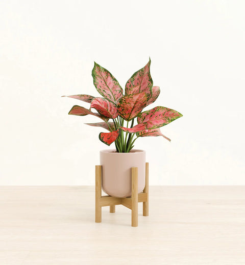 Aglaonema Pink Beauty