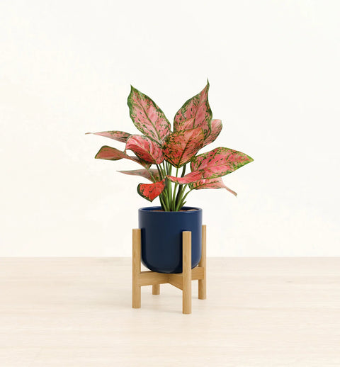 Aglaonema Pink Beauty