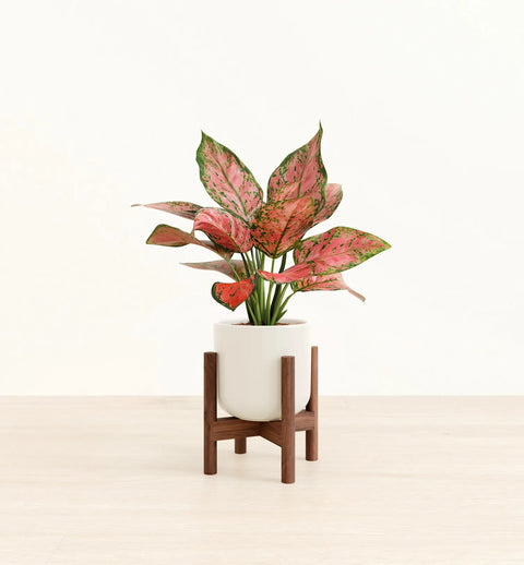 Aglaonema Pink Beauty