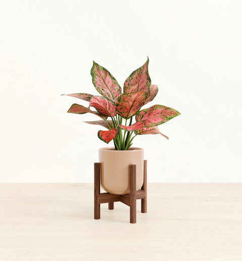 Aglaonema Pink Beauty