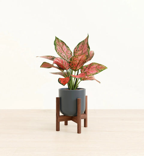 Aglaonema Pink Beauty