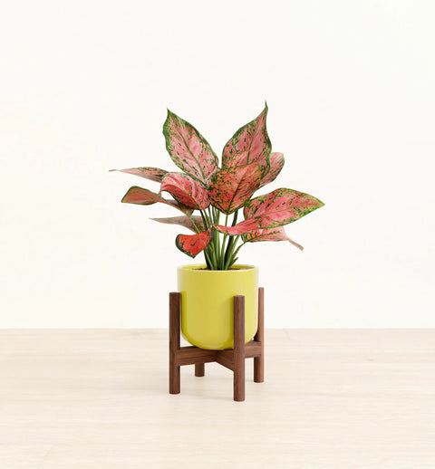 Aglaonema Pink Beauty