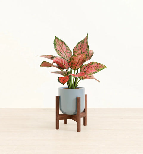 Aglaonema Pink Beauty