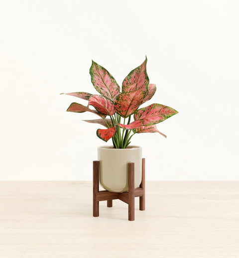 Aglaonema Pink Beauty