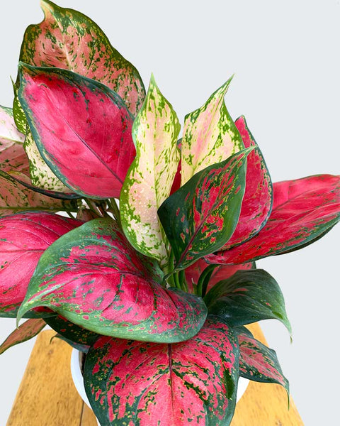 Aglaonema Commutatum - Red Valentine