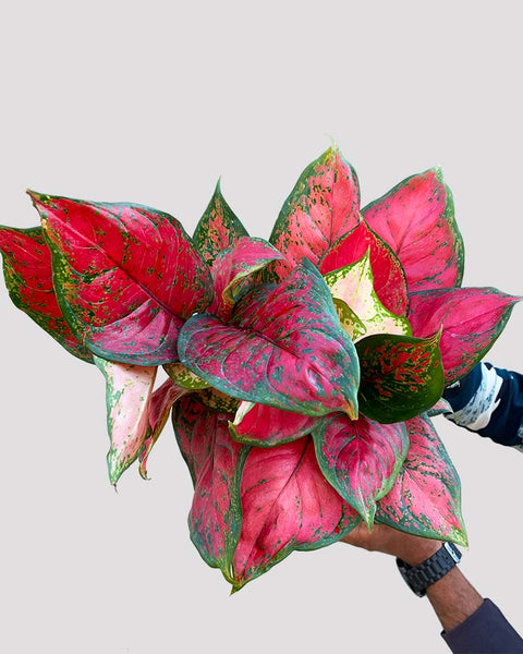 Aglaonema Commutatum - Red Valentine