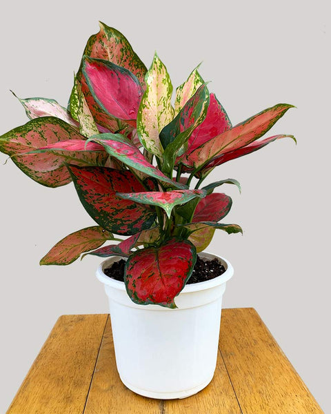 Aglaonema Commutatum - Red Valentine