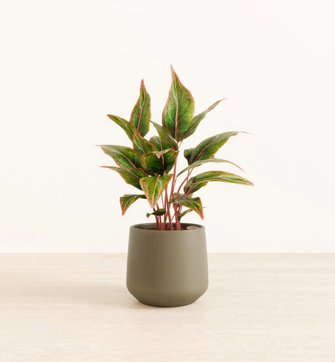 Aglaonema Siam Aurora
