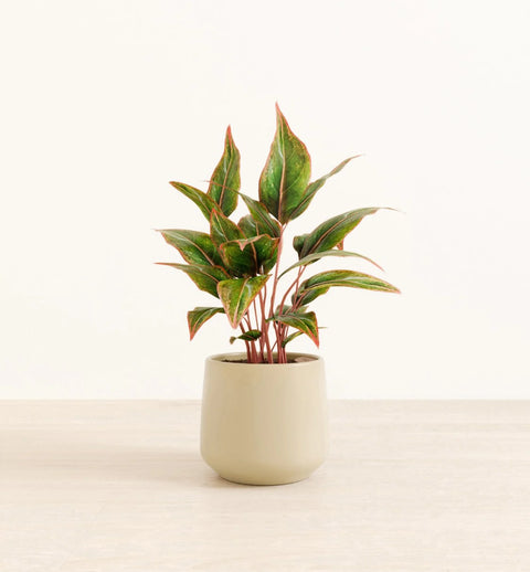 Aglaonema Siam Aurora