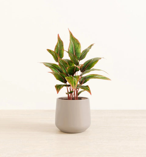 Aglaonema Siam Aurora