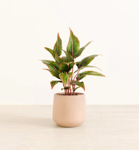 Aglaonema Siam Aurora