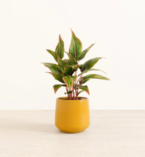 Aglaonema Siam Aurora