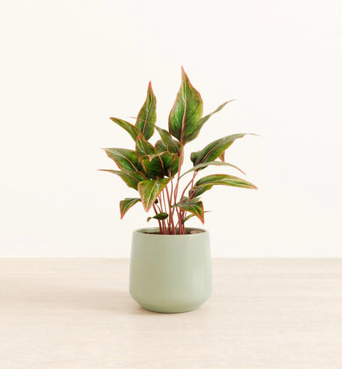 Aglaonema Siam Aurora