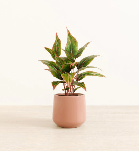 Aglaonema Siam Aurora
