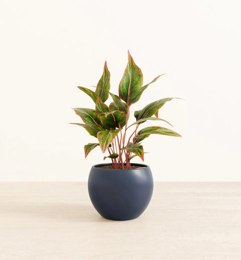 Aglaonema Siam Aurora