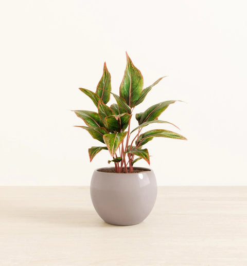 Aglaonema Siam Aurora