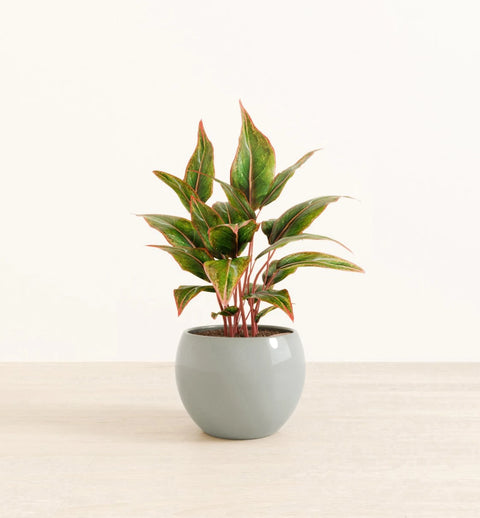 Aglaonema Siam Aurora