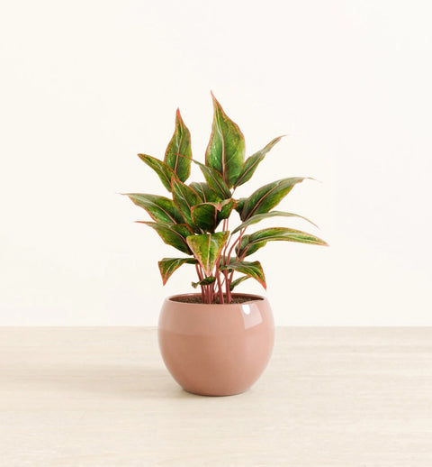 Aglaonema Siam Aurora