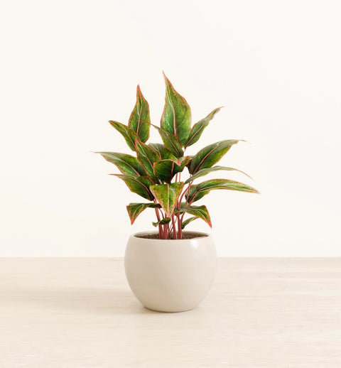 Aglaonema Siam Aurora