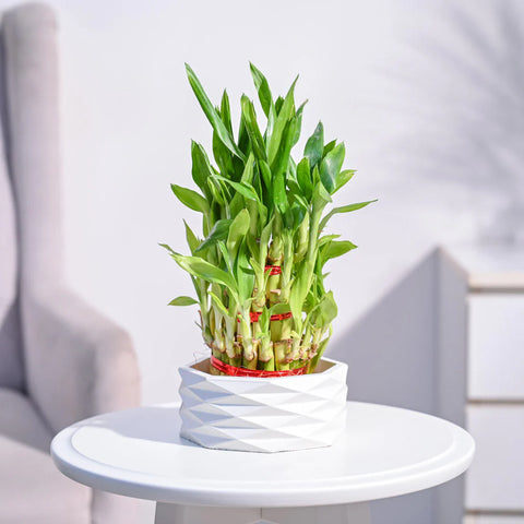 Lucky Bamboo