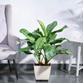 Aglaonema Dove Plant XL