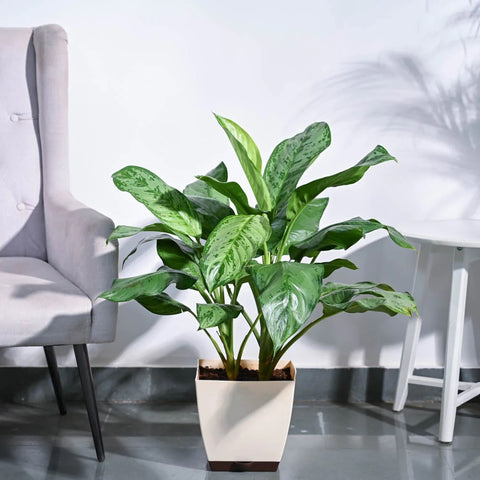 Aglaonema Dove Plant XL