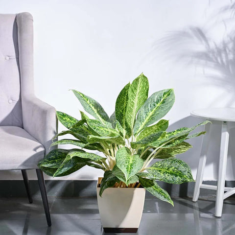 Aglaonema Butterfly XL