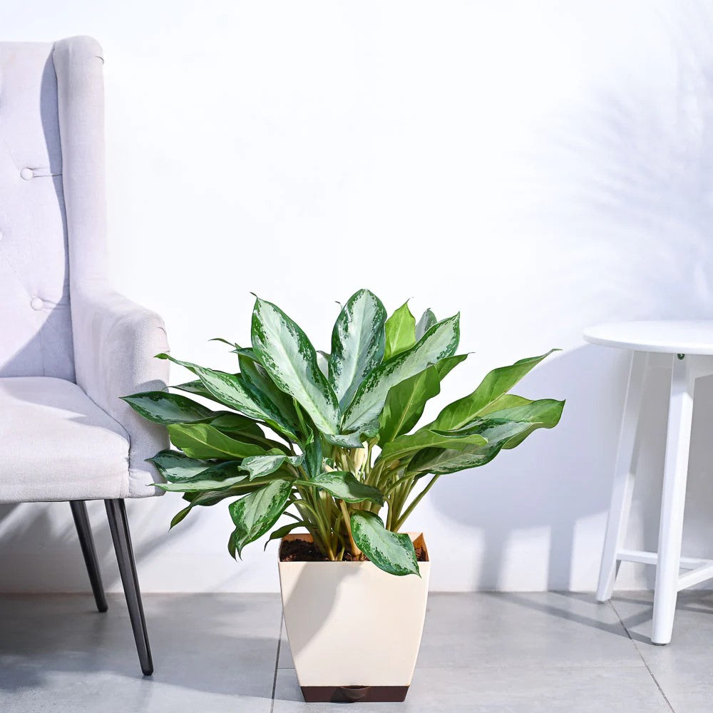 Aglaonema Manila Beauty XL