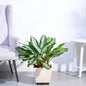 Aglaonema Manila Beauty XL