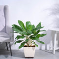 Aglaonema Stripes XL