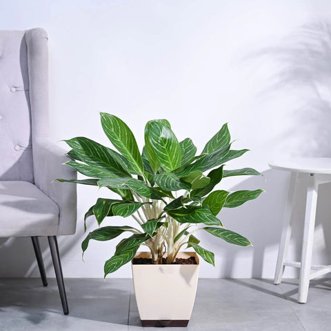 Aglaonema Stripes XL