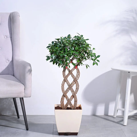 Ficus Microcarpa - Netted XL